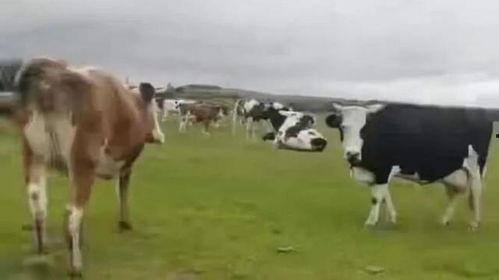 牛牛在线视频,畅享云端娱乐新体验